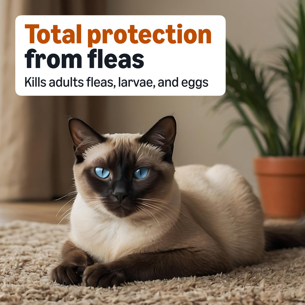 Amazon Basics Preventative Topical Flea Treatment and Control for Medium Cats (5-9 Pounds), Fast-Acting, Kills Fleas, Prevents Infestations, 6-Count
