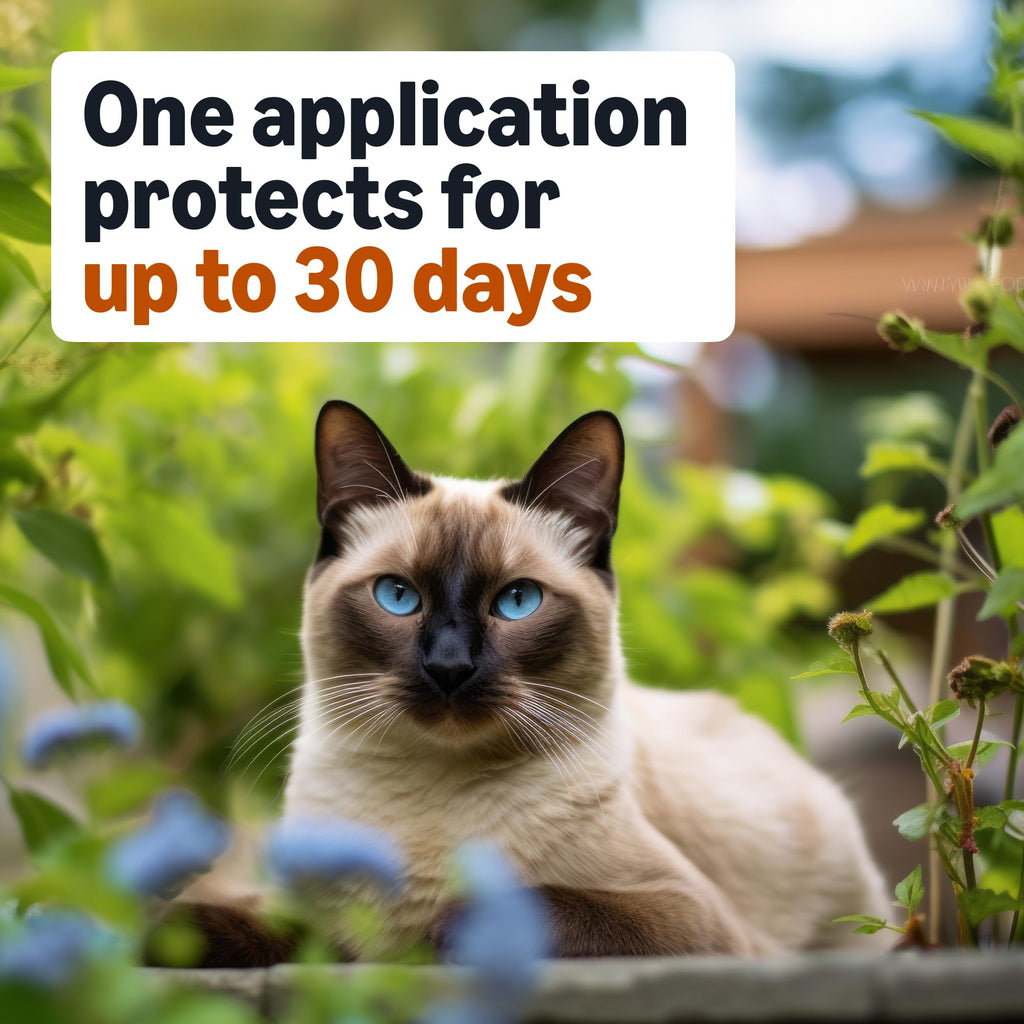 Amazon Basics Preventative Topical Flea Treatment and Control for Medium Cats (5-9 Pounds), Fast-Acting, Kills Fleas, Prevents Infestations, 6-Count