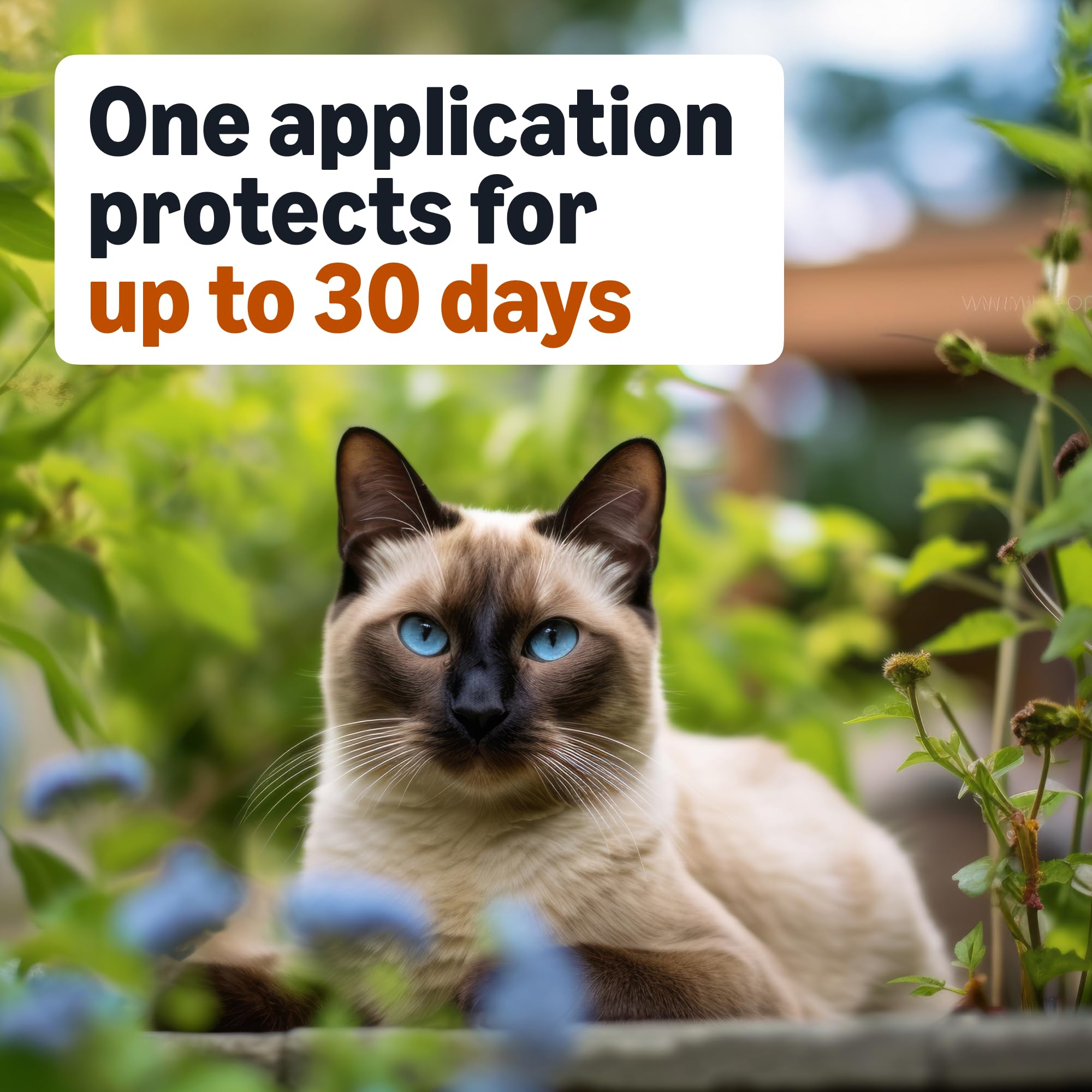 Amazon Basics Preventative Topical Flea Treatment and Control for Medium Cats (5-9 Pounds), Fast-Acting, Kills Fleas, Prevents Infestations, 6-Count